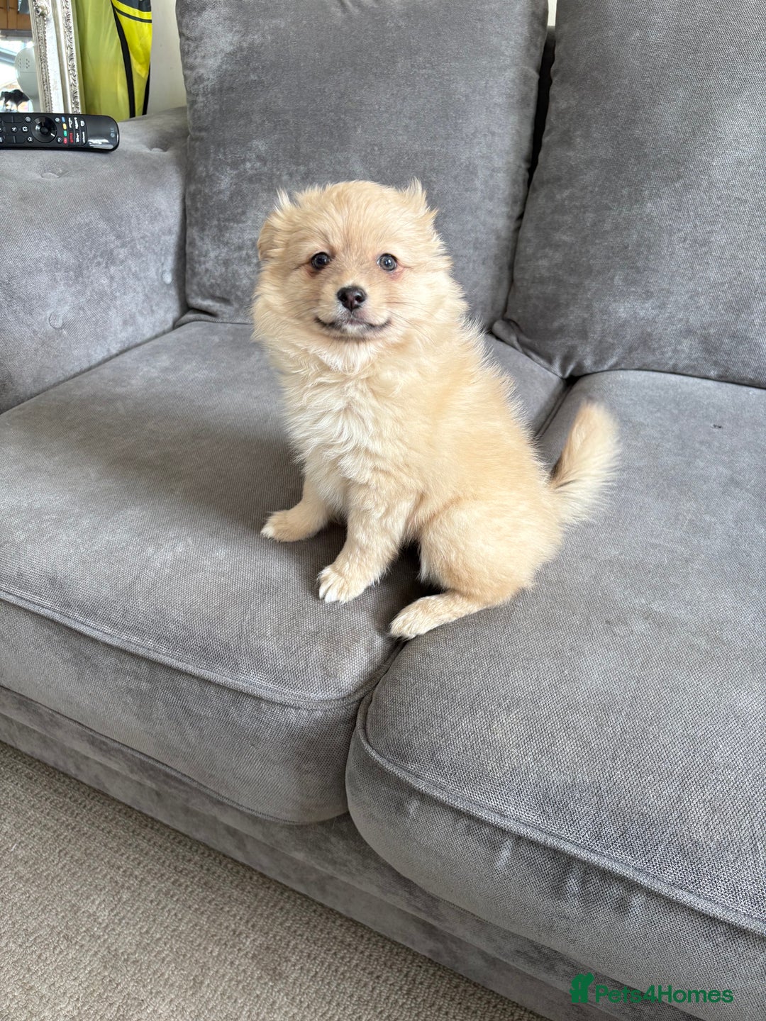 Pomeranian dogs for sale: Pomeranian puppies girl and boy  - Image 8