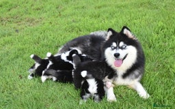 Pomsky dogs for sale: Genuine F4 Pomsky puppies (Health tested parents)  - Image 16