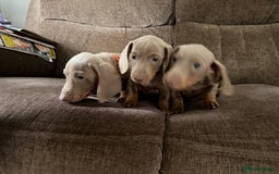 Dachshund dogs for sale: Miniature Dachshund Puppies for sale  - Image 6