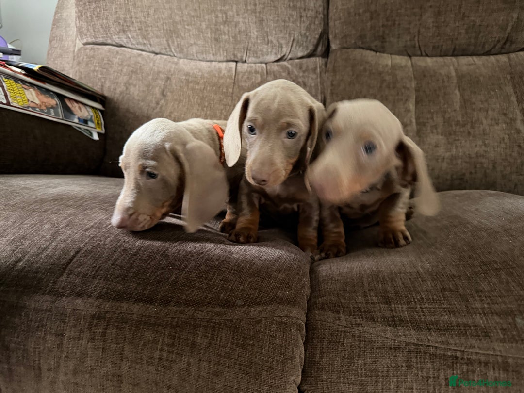 Dachshund dogs for sale: Miniature Dachshund Puppies for sale  - Image 6