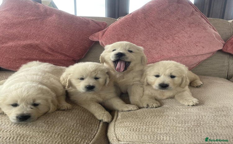 Golden Retriever dogs - Advert 15