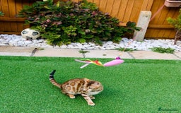 Bengal cats for sale: Beautiful Active Bengal Queen - Imported Line - Image 7