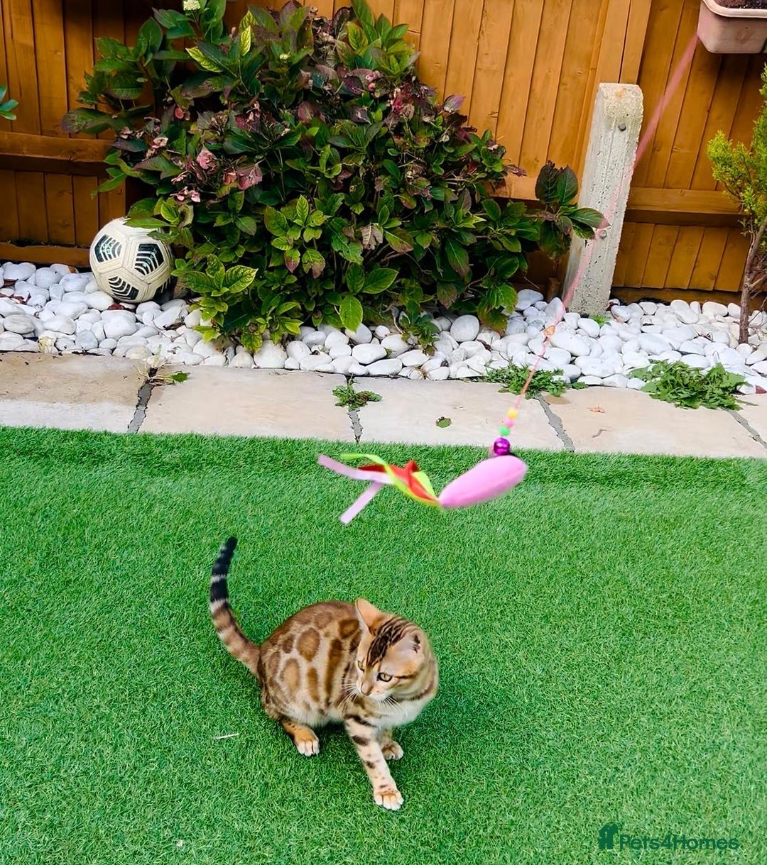 Bengal cats for sale: Beautiful Active Bengal Queen - Imported Line - Image 7