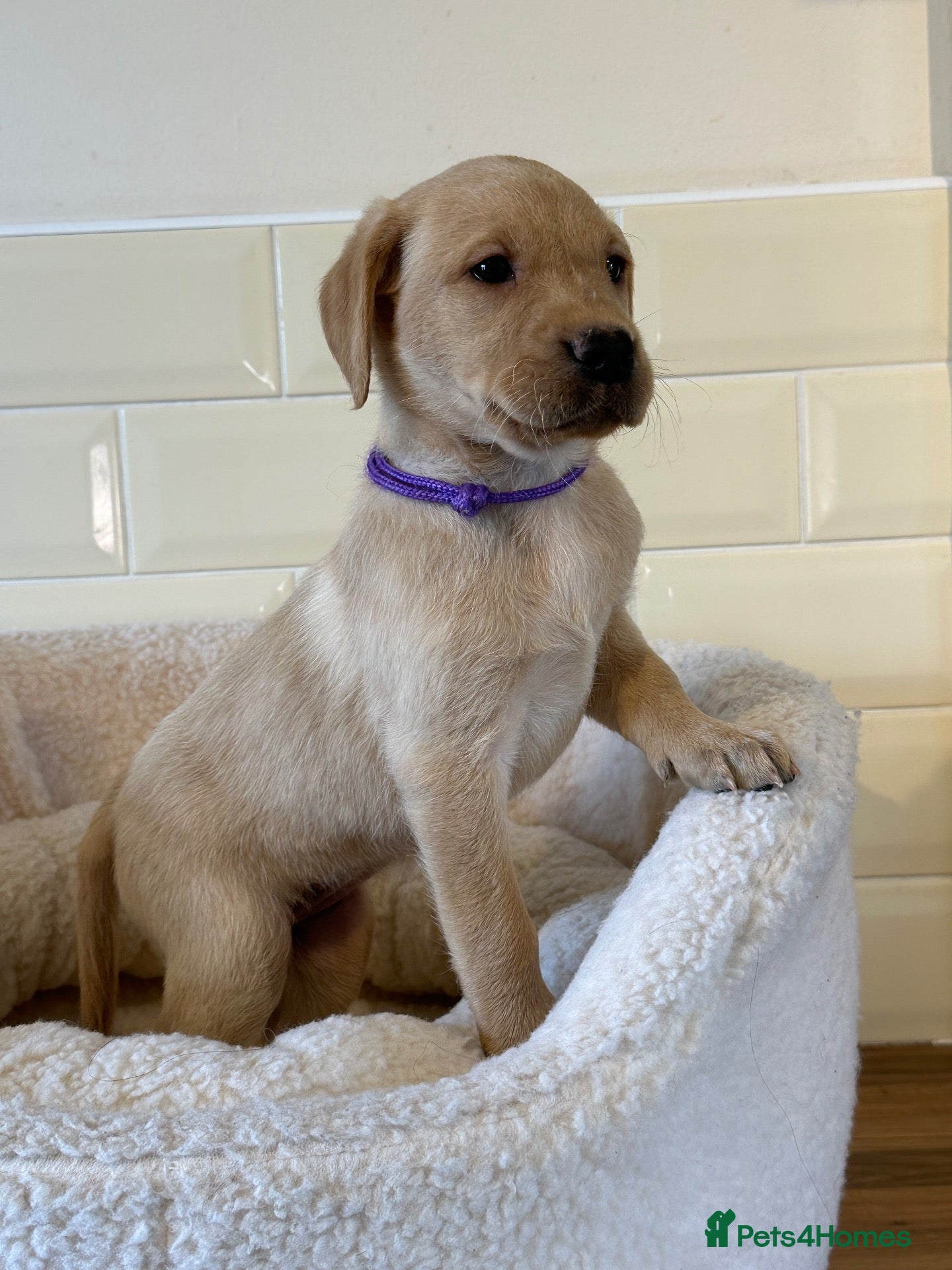 Labrador Retriever dogs * KC Reg Health Tested Puppies *  - Advert 4