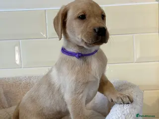 Labrador Retriever dogs * KC Reg Health Tested Puppies * - Advert 4