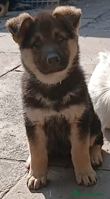 German Shepherd dogs LAST GERMAN SHEPHERD BOY LEFT - Advert 4