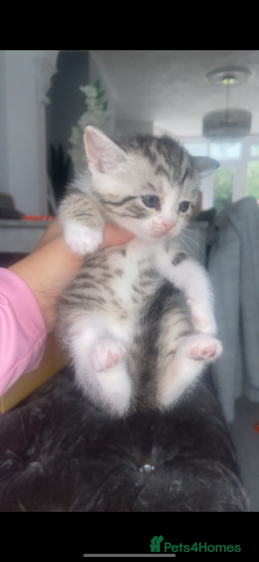 Mixed Breed cats 6 x stunning unique silver British shorthair tabs - Advert 2