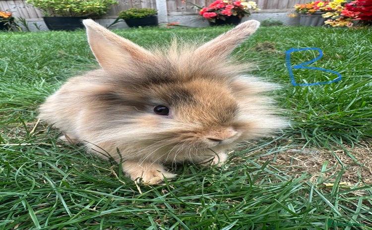 Lionhead rabbits - Advert 3