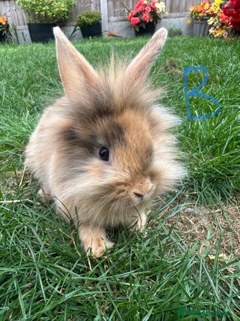 Lionhead rabbits - Advert 4