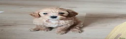 Cavapoochon dogs for sale: Small Cavapoochon red puppies - Advert 14