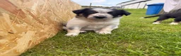 Border Collie dogs for sale: Gorgeous Border Collie puppies  - Advert 8