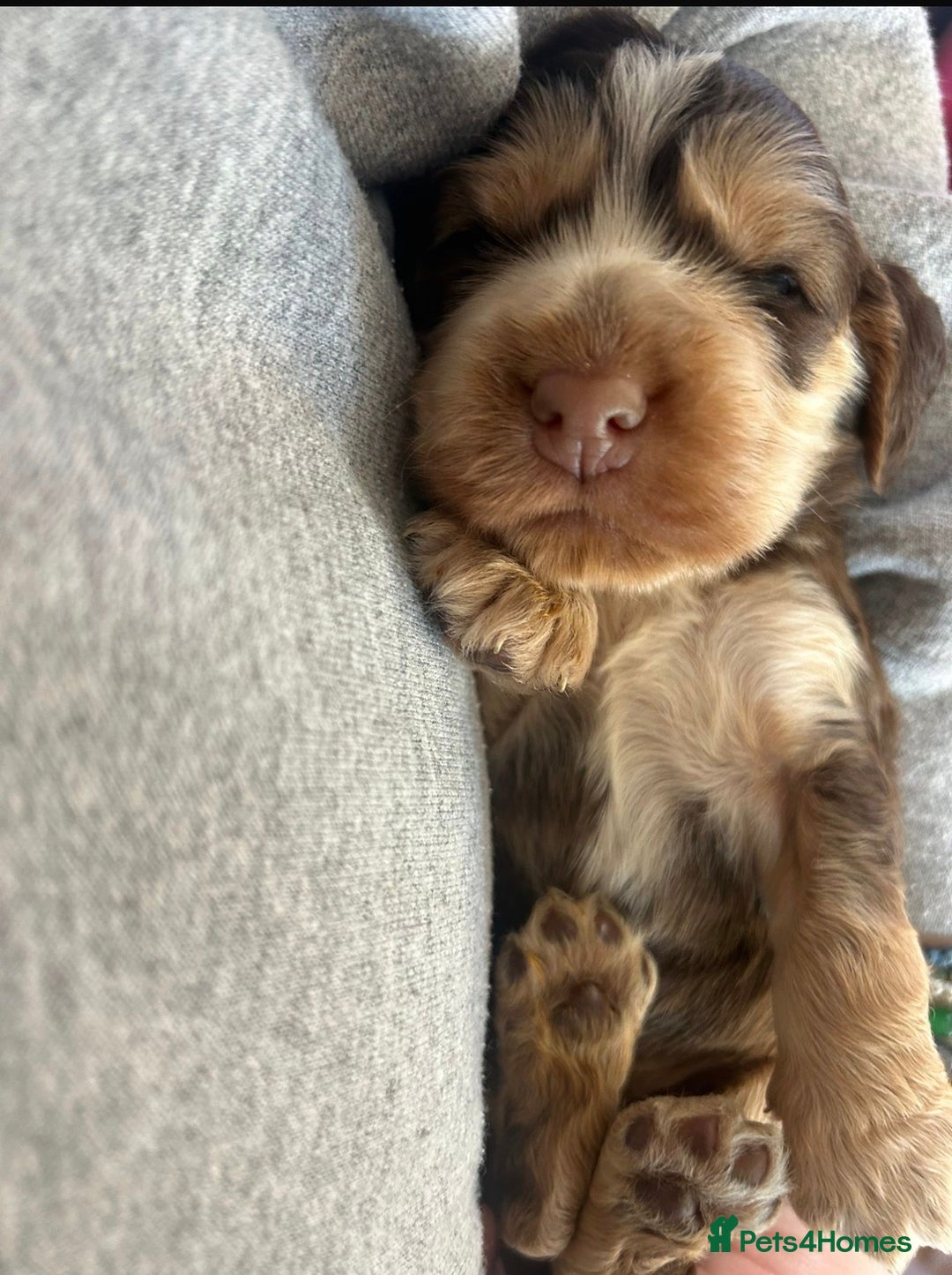 Cocker Spaniel dogs for sale: Quality kc show type cocker spaniels - Advert 8