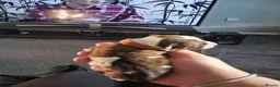 Jack Russell dogs for sale: Jack russell pups - Advert 15