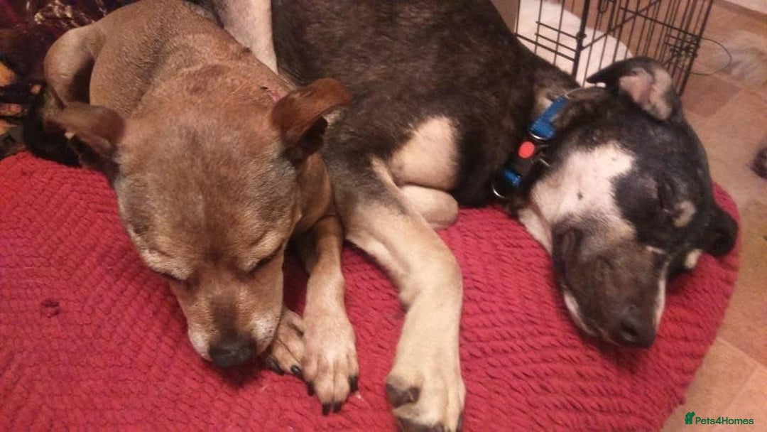 Mixed Breed dogs for adoption: Ralph - Norwich Norfolk  - Advert 13