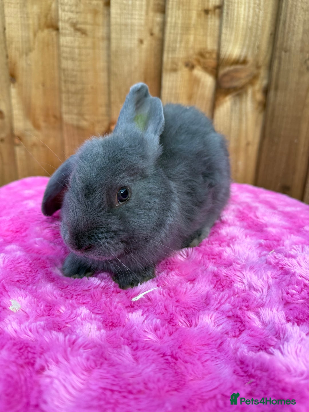 Angora rabbits for sale:  LAST 3! Giant French lop X Angora babies!  in Malmesbury - Image 21