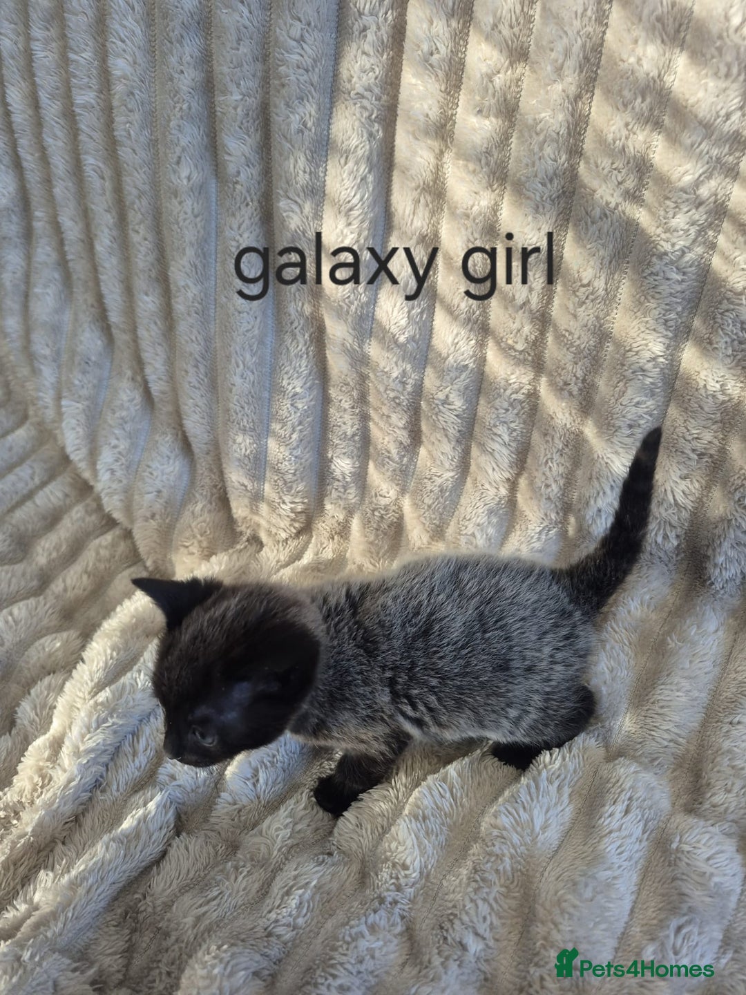 Mixed Breed cats for sale: Unusual litter for sale. 3 LEFT - Advert 14