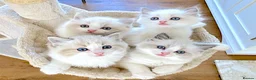 Ragdoll cats for sale: READY NOW *** INDOOR FULL PEDIGREE RAGDOLL KITTENS - Advert 8