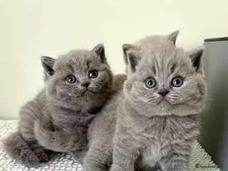 British Shorthair cats Beautiful British shorthaired kittens - Advert 9