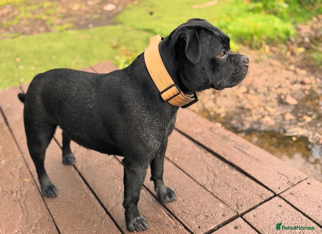 Staffordshire Bull Terrier dogs for sale: A* Traditional staffies -solid black - KC staffy - Advert 2