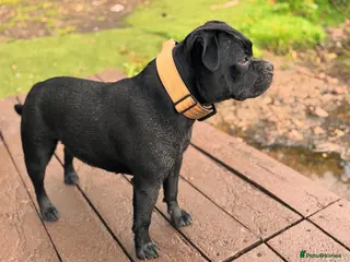 Staffordshire Bull Terrier dogs Pups -solid black - KC staffy pups traditional! - Advert 10