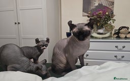 Sphynx cats for sale: Elf sphynx - Image 4