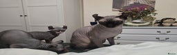 Sphynx cats for sale: Elf sphynx - Advert 4