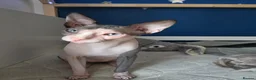 Sphynx cats for sale: Blue eye sphynx boy, DBE TICA  GCCF,  kitten  - Advert 9