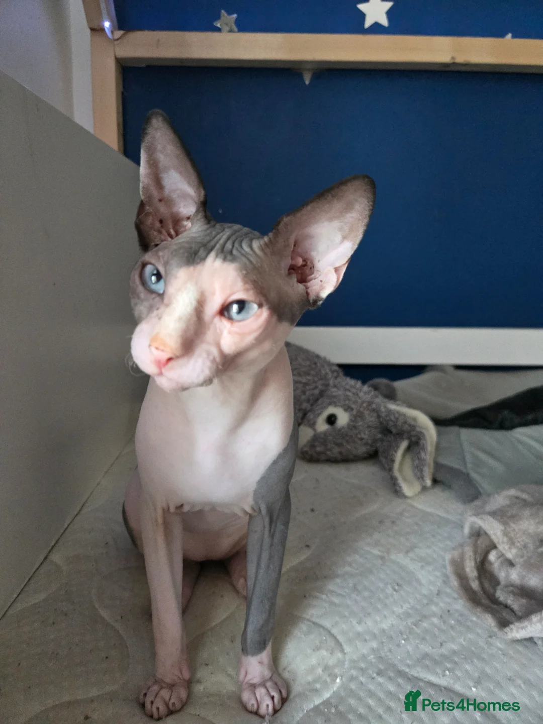Sphynx cats for sale: Blue eye sphynx boy, DBE TICA  GCCF,  kitten  - Advert 9