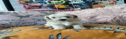 Maltipoo dogs for sale: Toy Maltipoos  - Advert 7