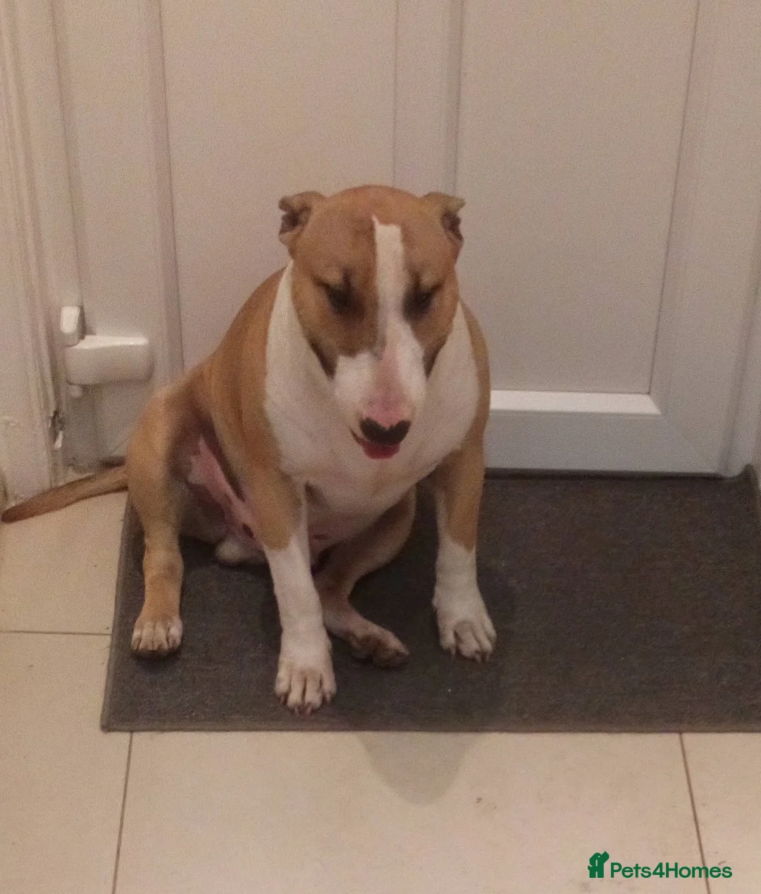 English Bull Terrier dogs for stud: Quality Kc Registered Red & White in Southampton - Advert 15