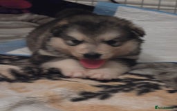 Alaskan Malamute dogs for sale: 2 female alaskan malamute girls ready now!! - Image 14