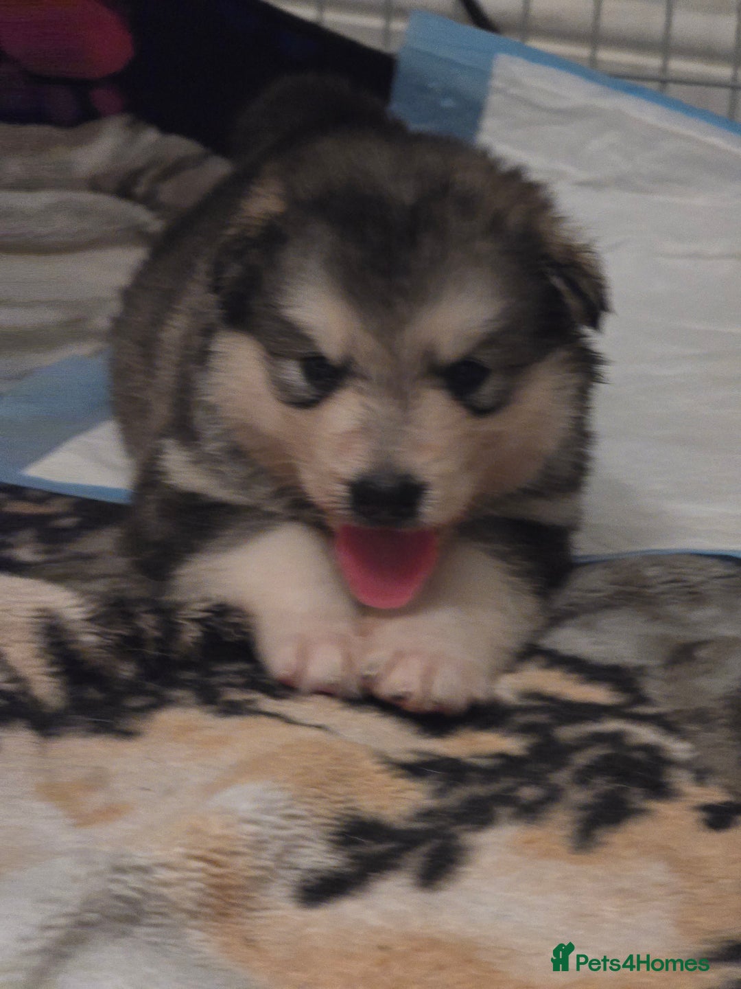 Alaskan Malamute dogs for sale: 2 female alaskan malamute girls ready now!! - Image 14