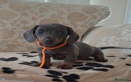 Miniature Dachshund dogs for sale: Miniature dachshund puppies - Image 12
