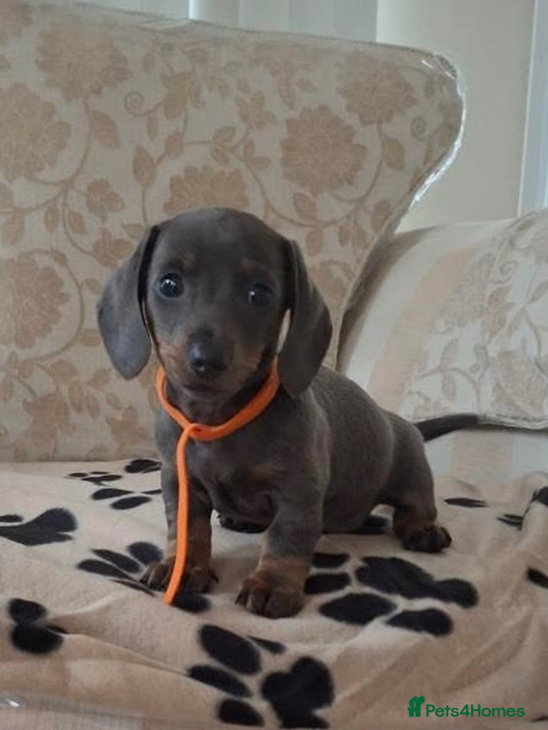 Miniature Dachshund dogs for sale: Miniature dachshund puppies - Image 12