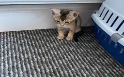 Chausie cats for sale: Savannah x Chausies - Image 14