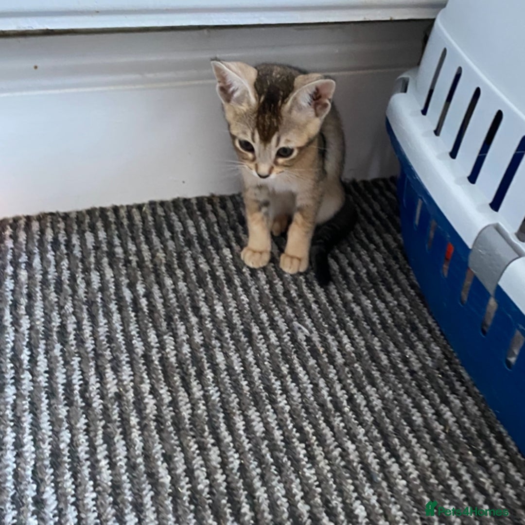 Chausie cats for sale: Savannah x Chausies - Image 14