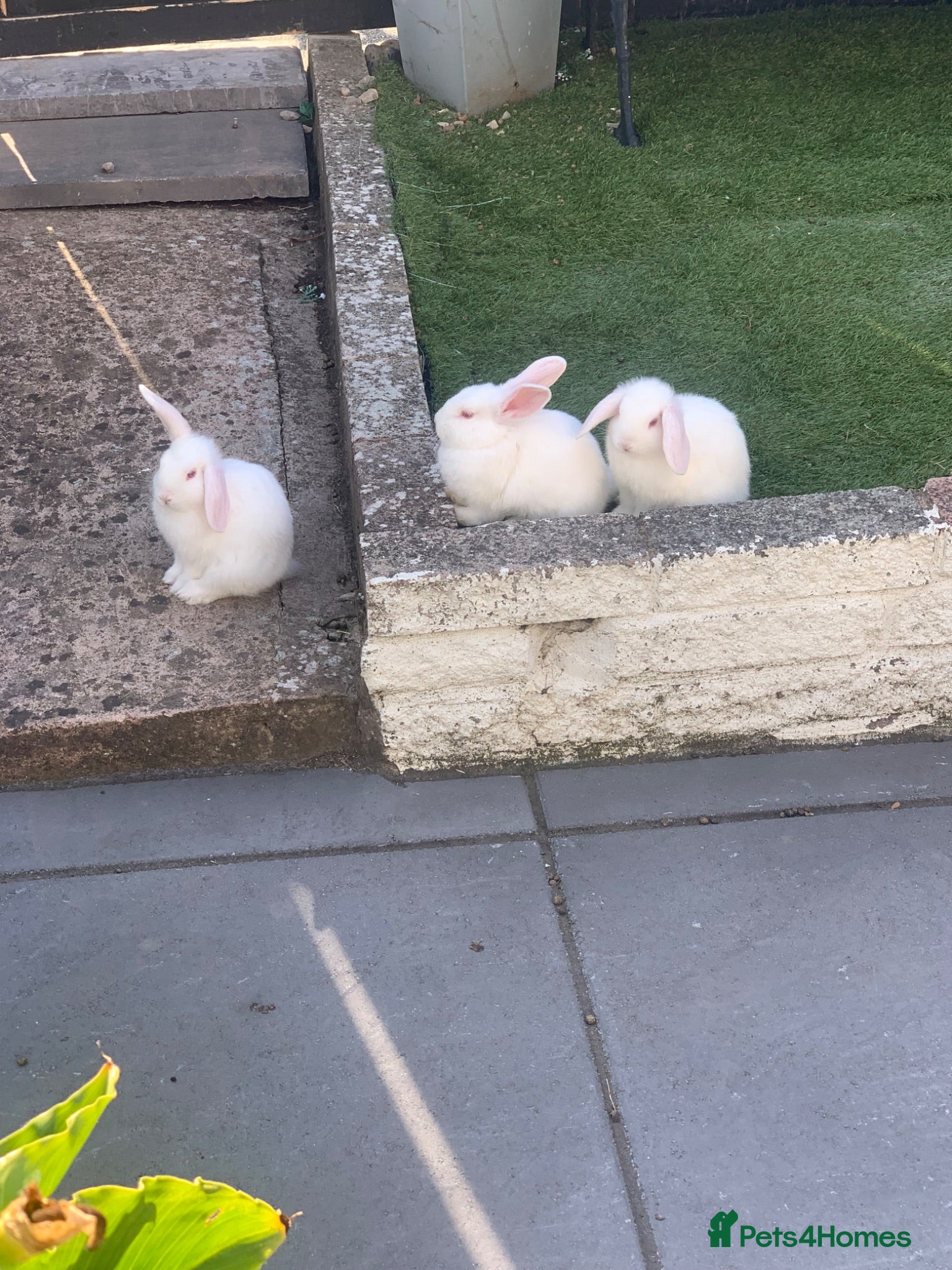 Mixed Breed rabbits 8wks White Albino Mini lops 2 girls and 1 boy left - Advert 7