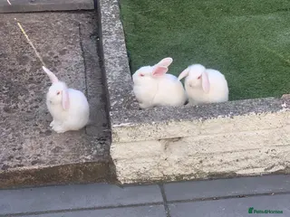 Mixed Breed rabbits White Albino Mini lops 2 girls and 1 boy left - Advert 2