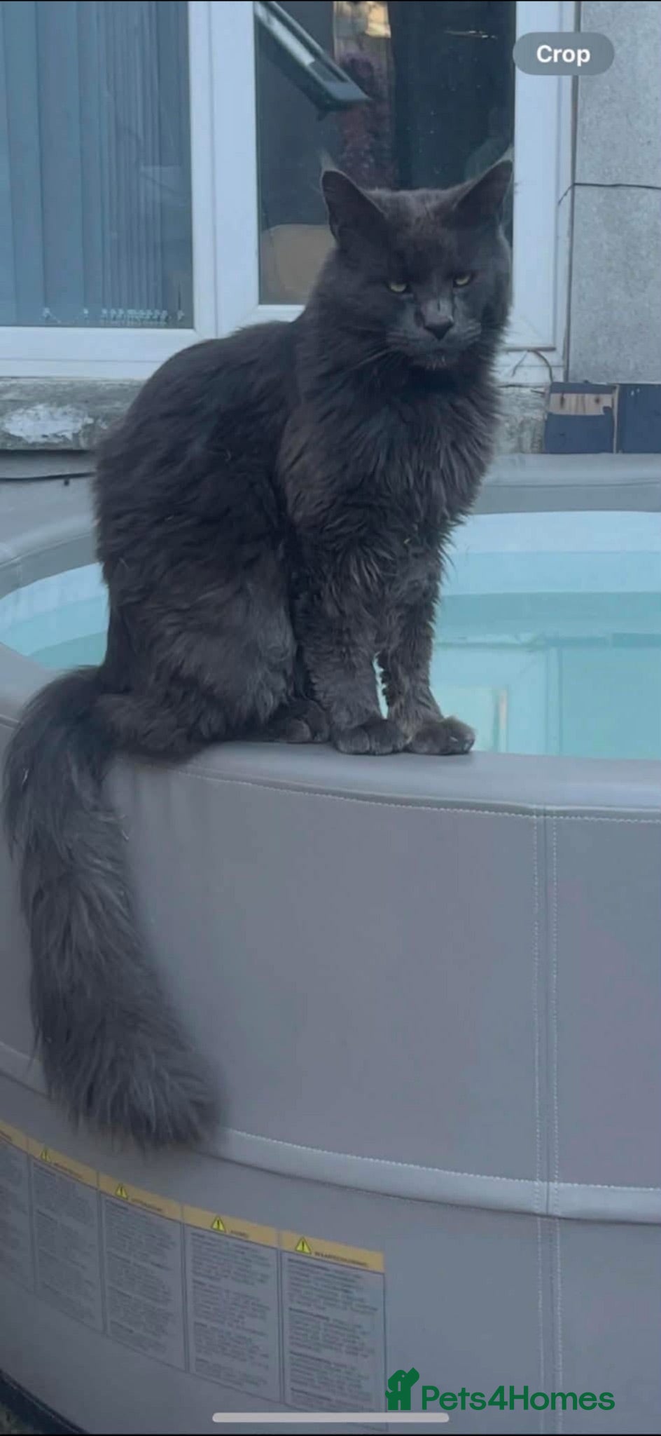 Mixed Breed cats Maincoon x ragdoll - Advert 1