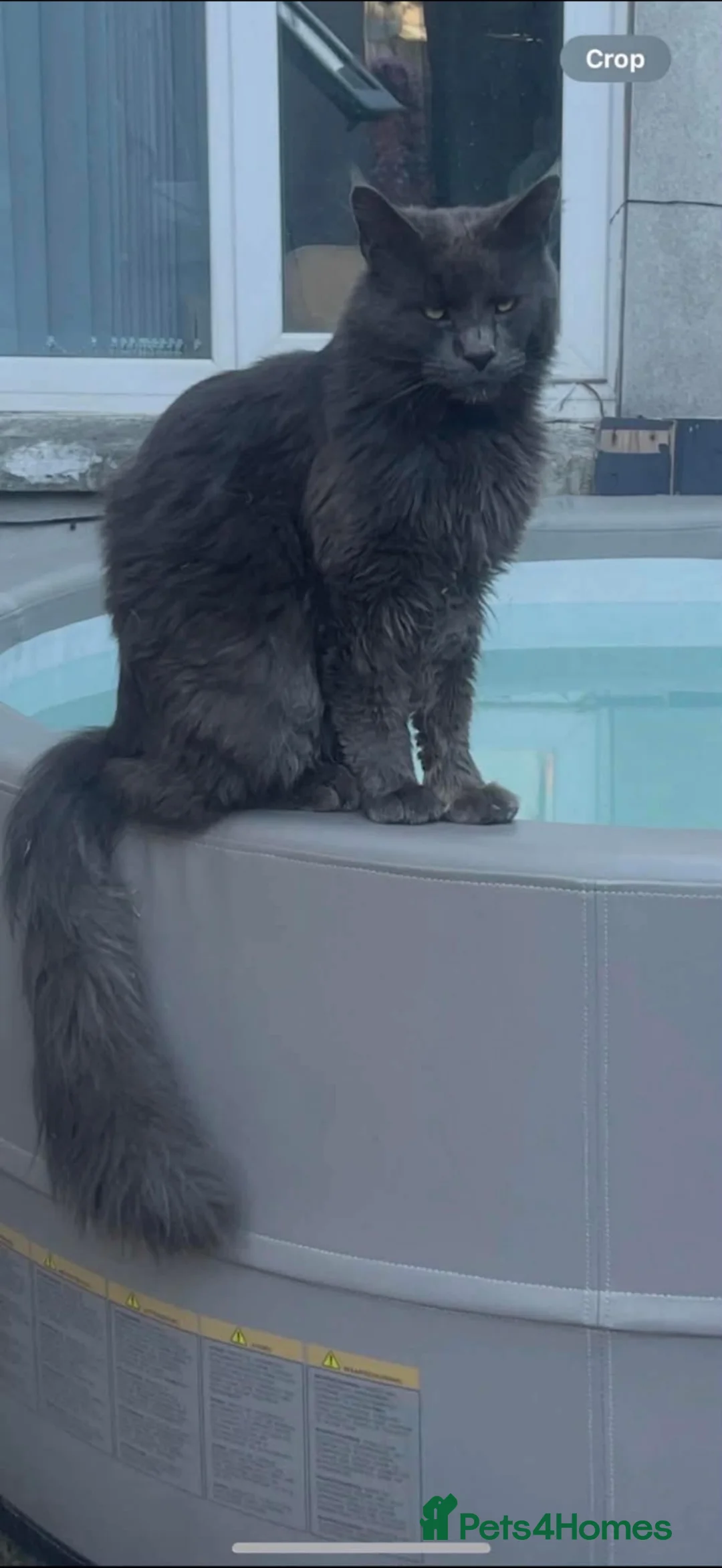 Mixed Breed cats for sale: Maincoon x ragdoll - Advert 1