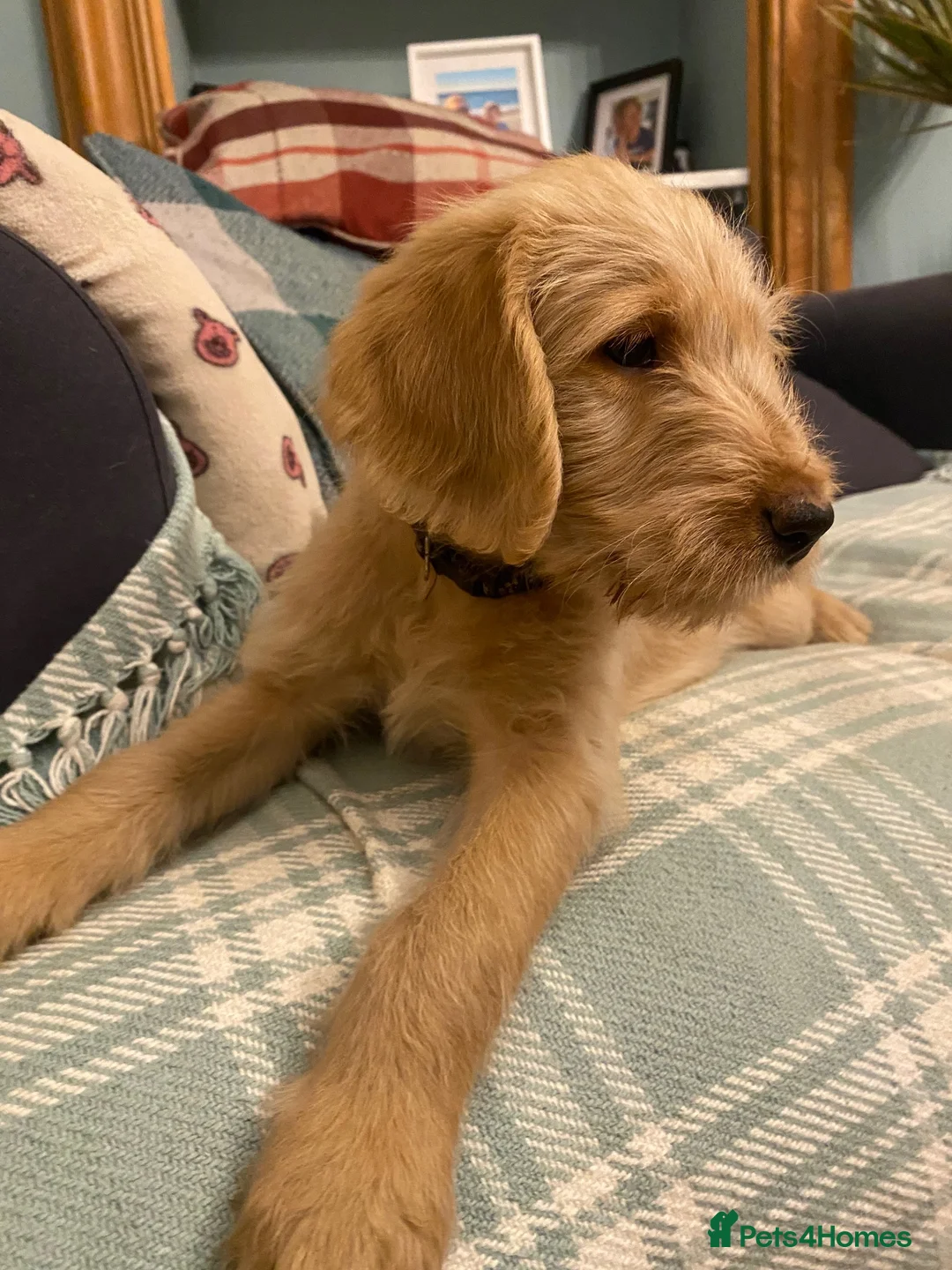 Labradoodle dogs for sale: Standard size labradoodle litter  - Advert 3