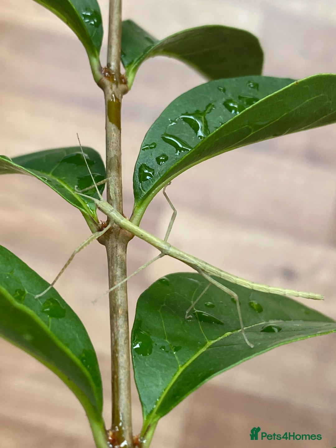 Stick Insects invertebrates for sale: Juvenile Indian Stick Insects (8-10 weeks old) - Image 5