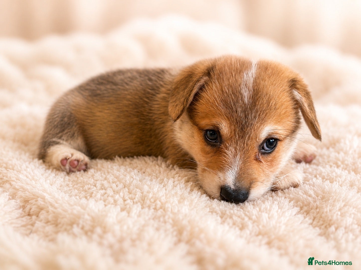 Welsh Corgi Pembroke dogs KC Registered Pembroke Welsh Corgi Puppies - Advert 2