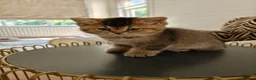 British Shorthair cats for sale: Beautiful Black Golden Shaded BSH kittens - Advert 3