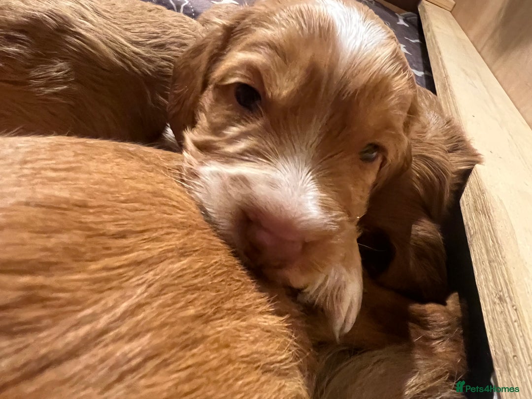 Cockapoo dogs for sale: Exceptional Cockapoo puppies 🐶  - Advert 6