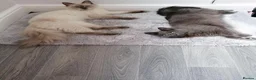 Mixed Breed cats for sale: 2 Ragdoll x brothers - Advert 4