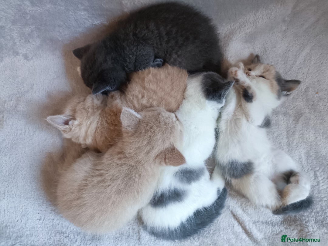 British Shorthair cats for sale: British shorthair cross kittens - Image 5