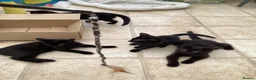Mixed Breed cats for sale: Feral kittens  in Durham - Advert 9