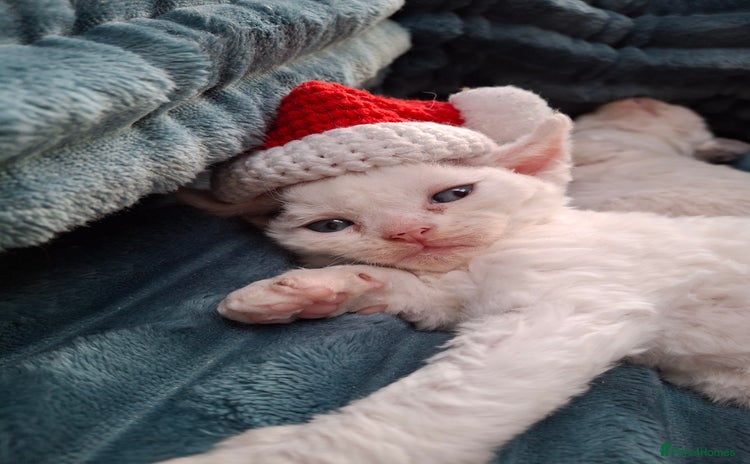 Devon Rex cats - Advert 1