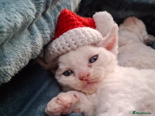 Devon Rex cats - Advert 3